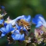 Bee on Blue Salvia