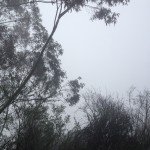 Foliage in the fog, Oakland Hills