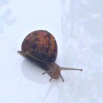 Snail as hitchhiker