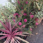 Some of the plants selected for the front driveway "pink and red" areas